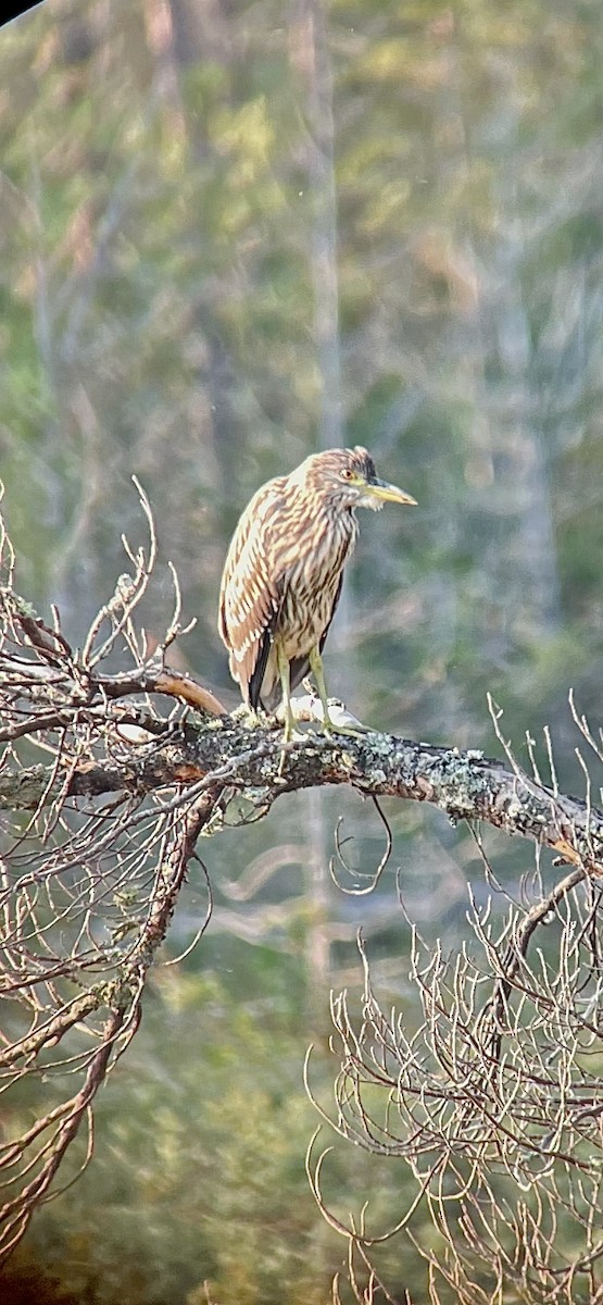 Black-crowned Night Heron - ML363637101