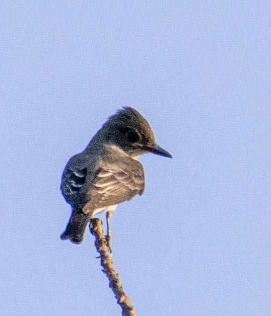 Olive-sided Flycatcher - ML363637391