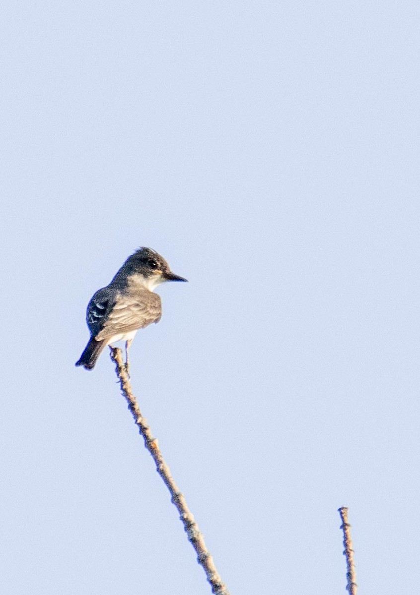 Olive-sided Flycatcher - ML363637401