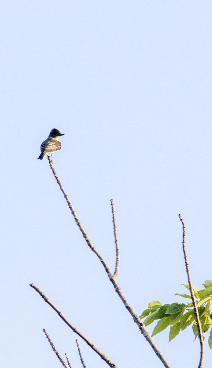 Olive-sided Flycatcher - ML363637411