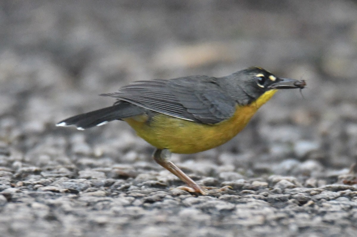 Fan-tailed Warbler - ML363637971