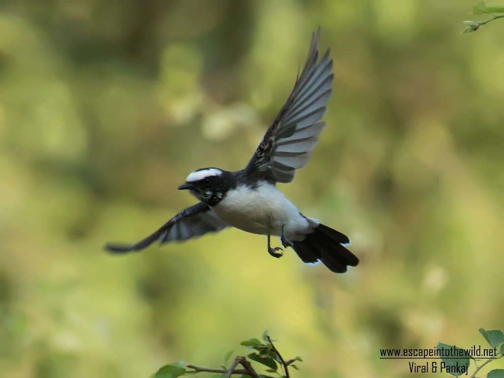 White-browed Fantail - ML363638351