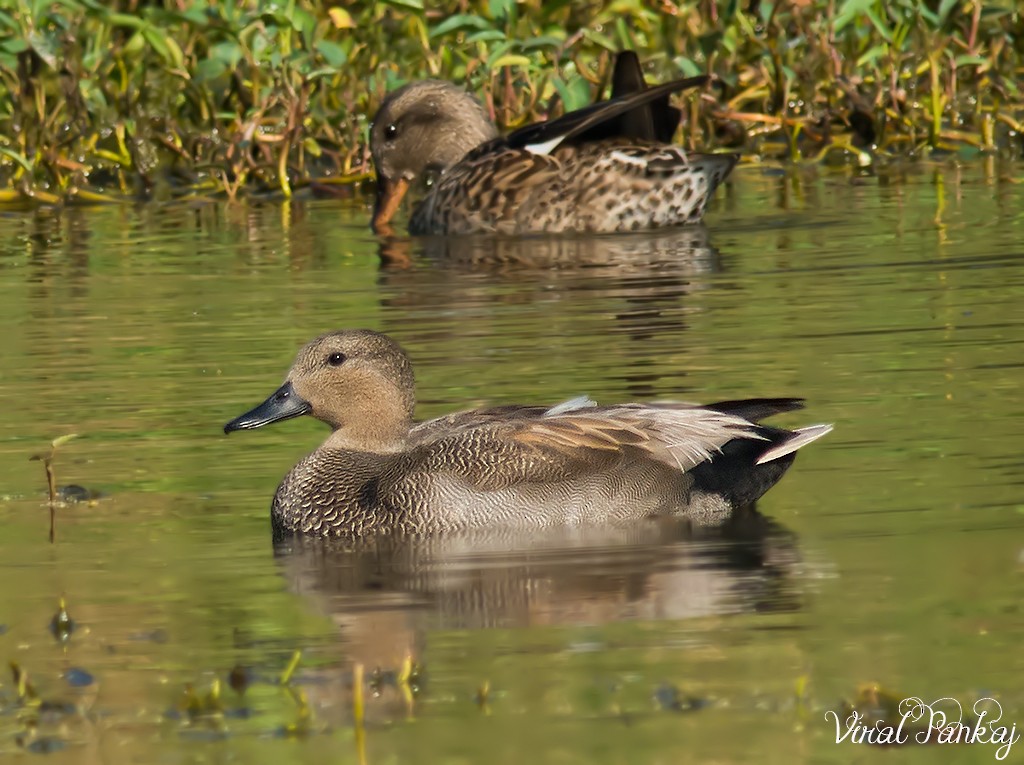 Gadwall - ML363639191