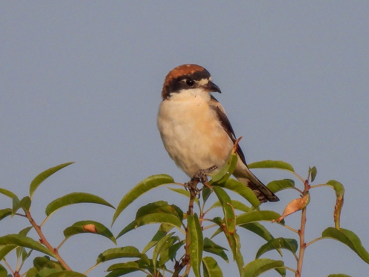 Woodchat Shrike - Andrea Martínez Ezquerro