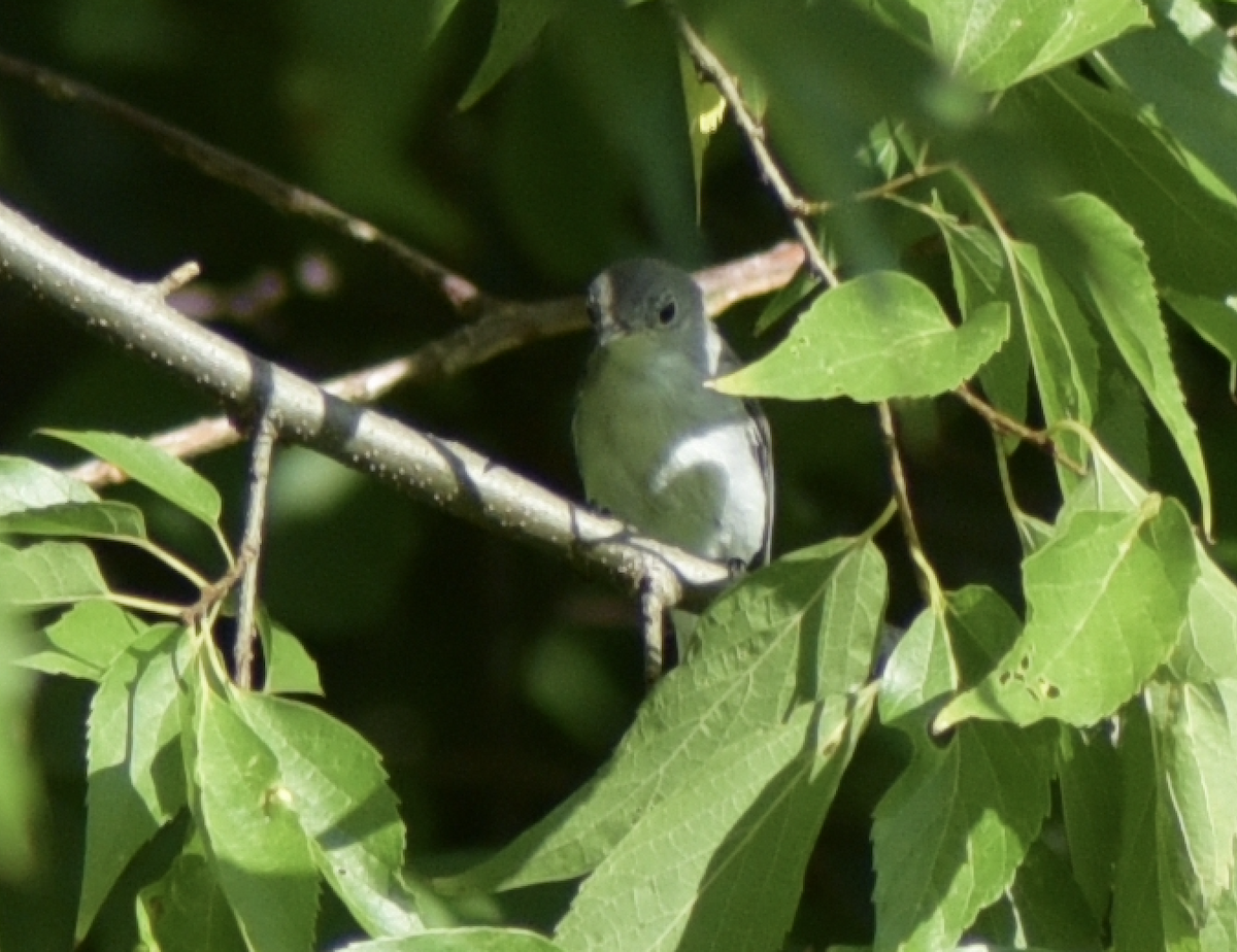 Blue-gray Gnatcatcher - ML363640251