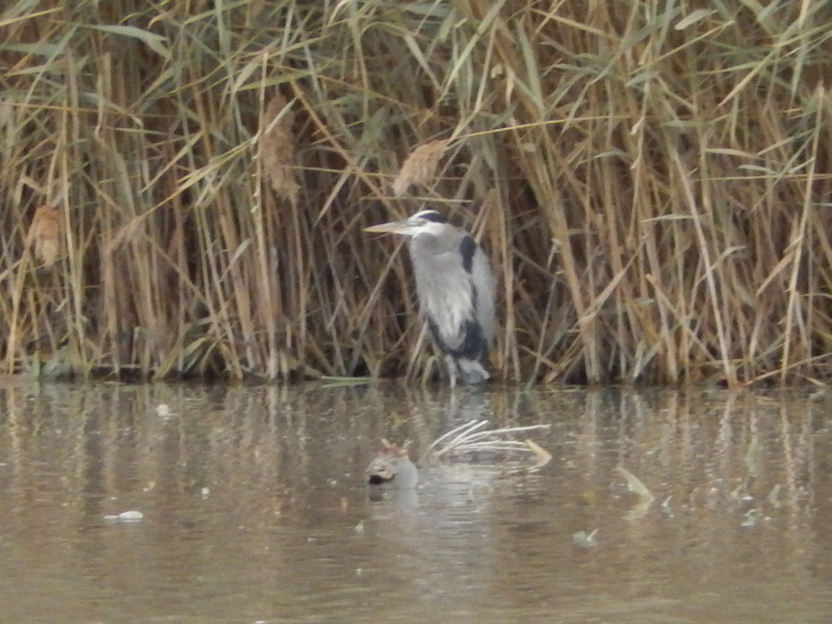 Great Blue Heron - ML36364131