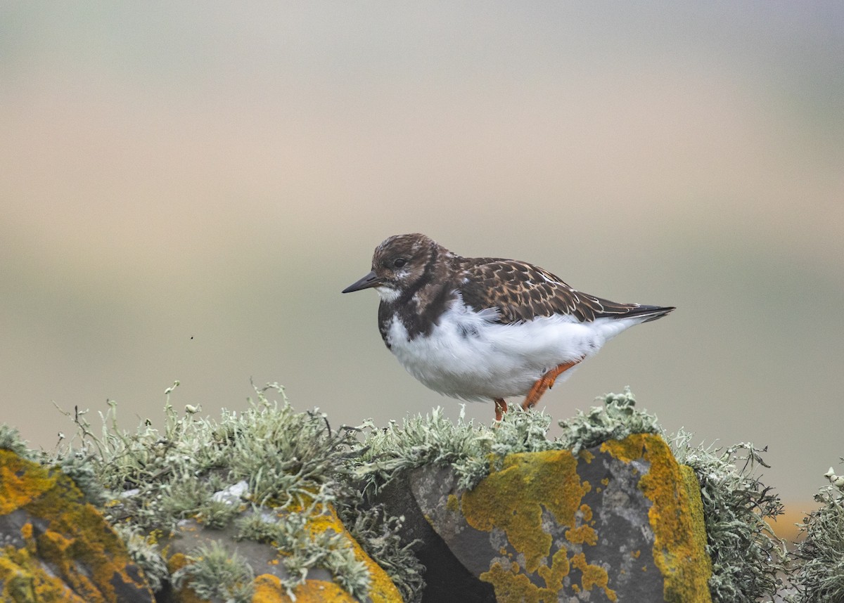 Ruddy Turnstone - ML363641341