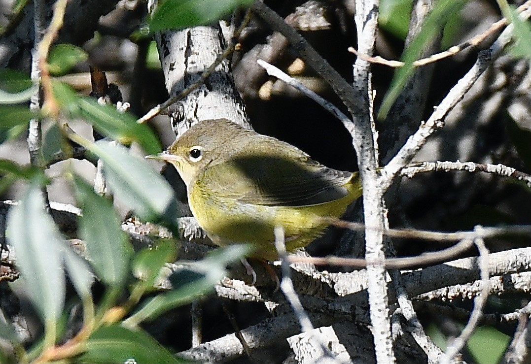 MacGillivray's Warbler - ML363641491