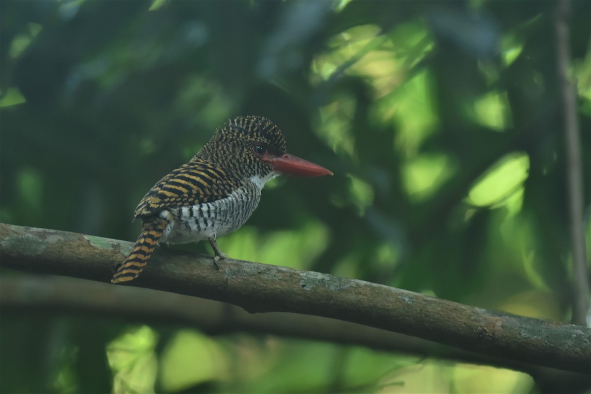 Banded Kingfisher - ML363642551