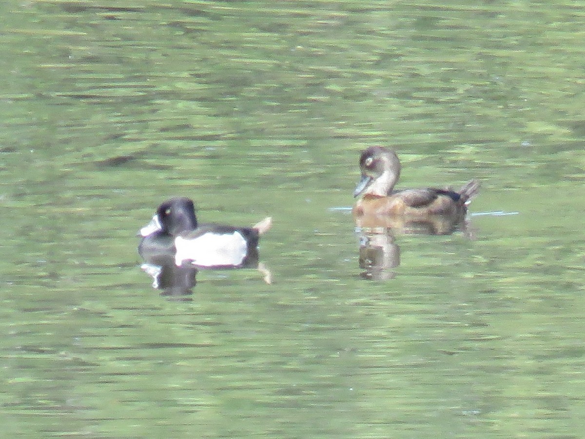 Ring-necked Duck - ML36364371