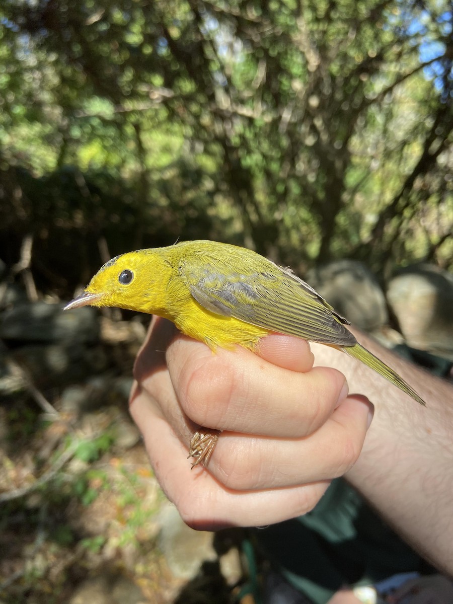 Wilson's Warbler - ML363644711