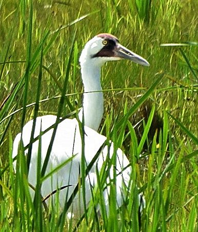 Whooping Crane - ML363645081