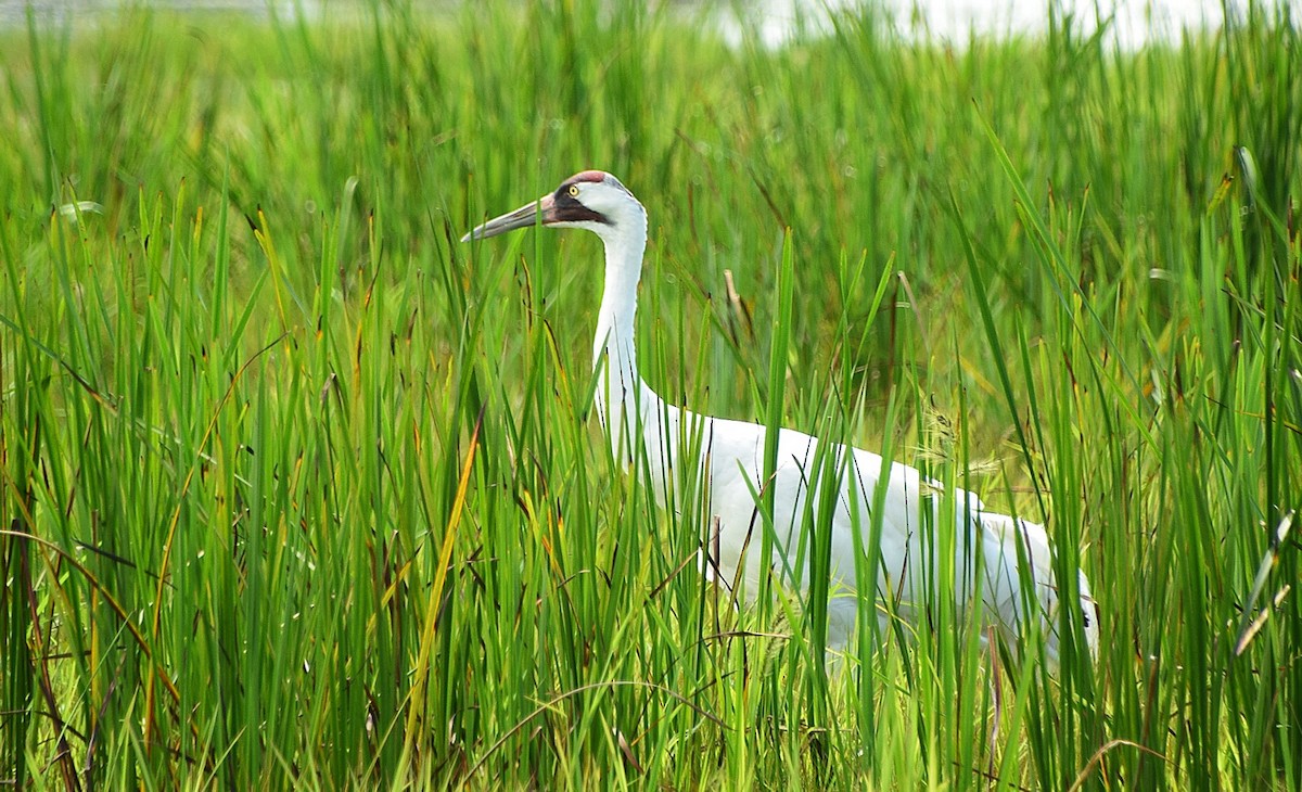 Whooping Crane - ML363645141