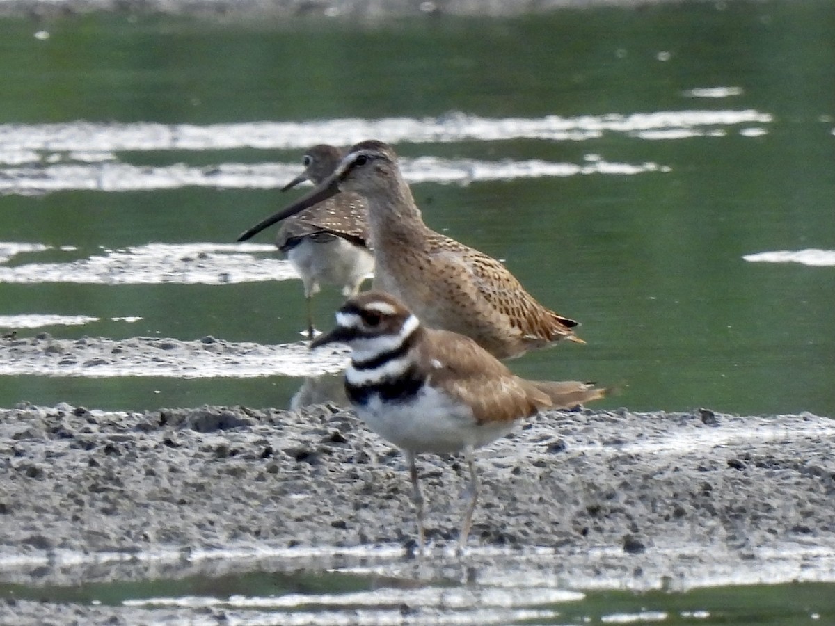 Short-billed Dowitcher - ML363645431