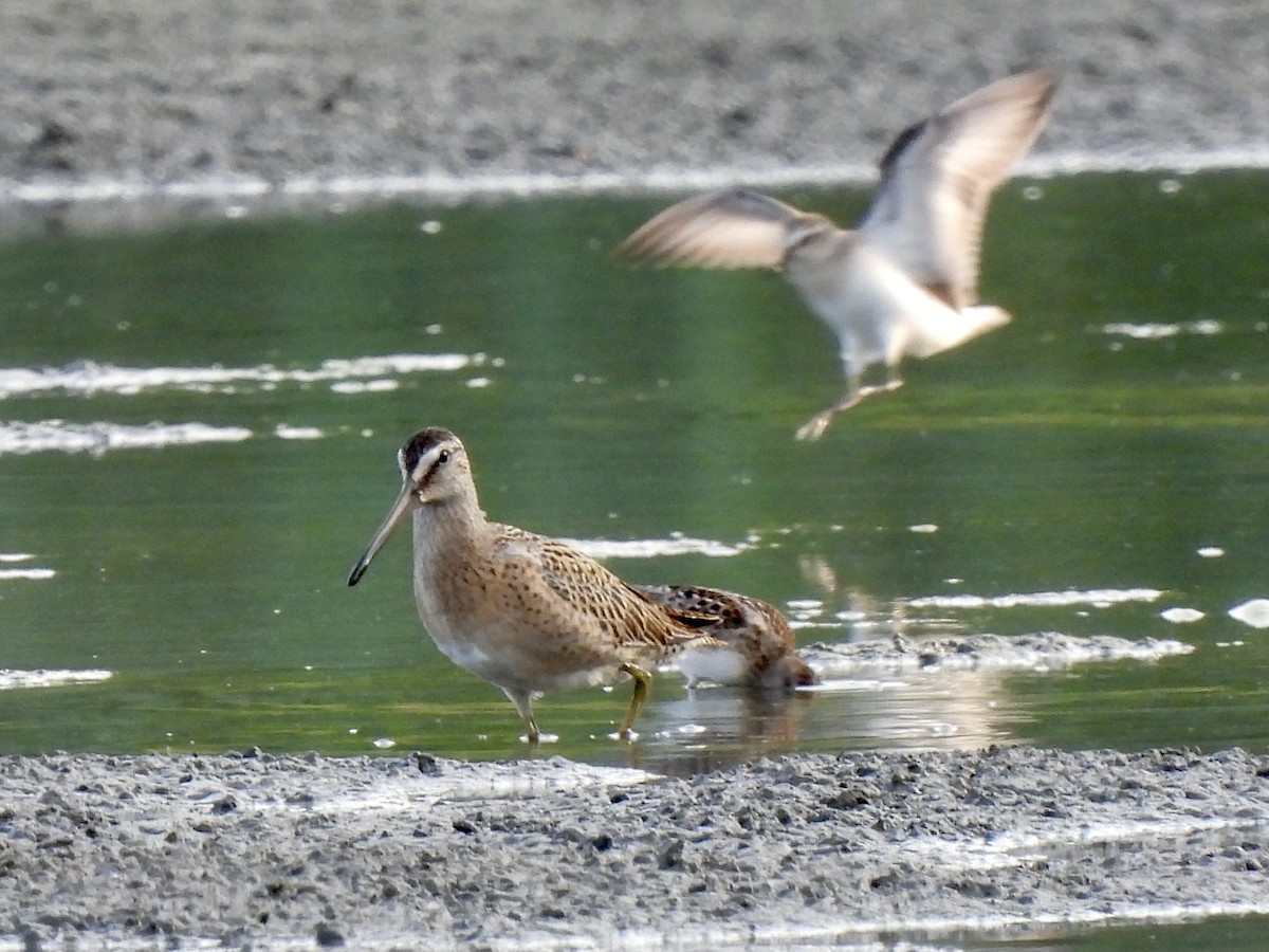 Short-billed Dowitcher - ML363645451