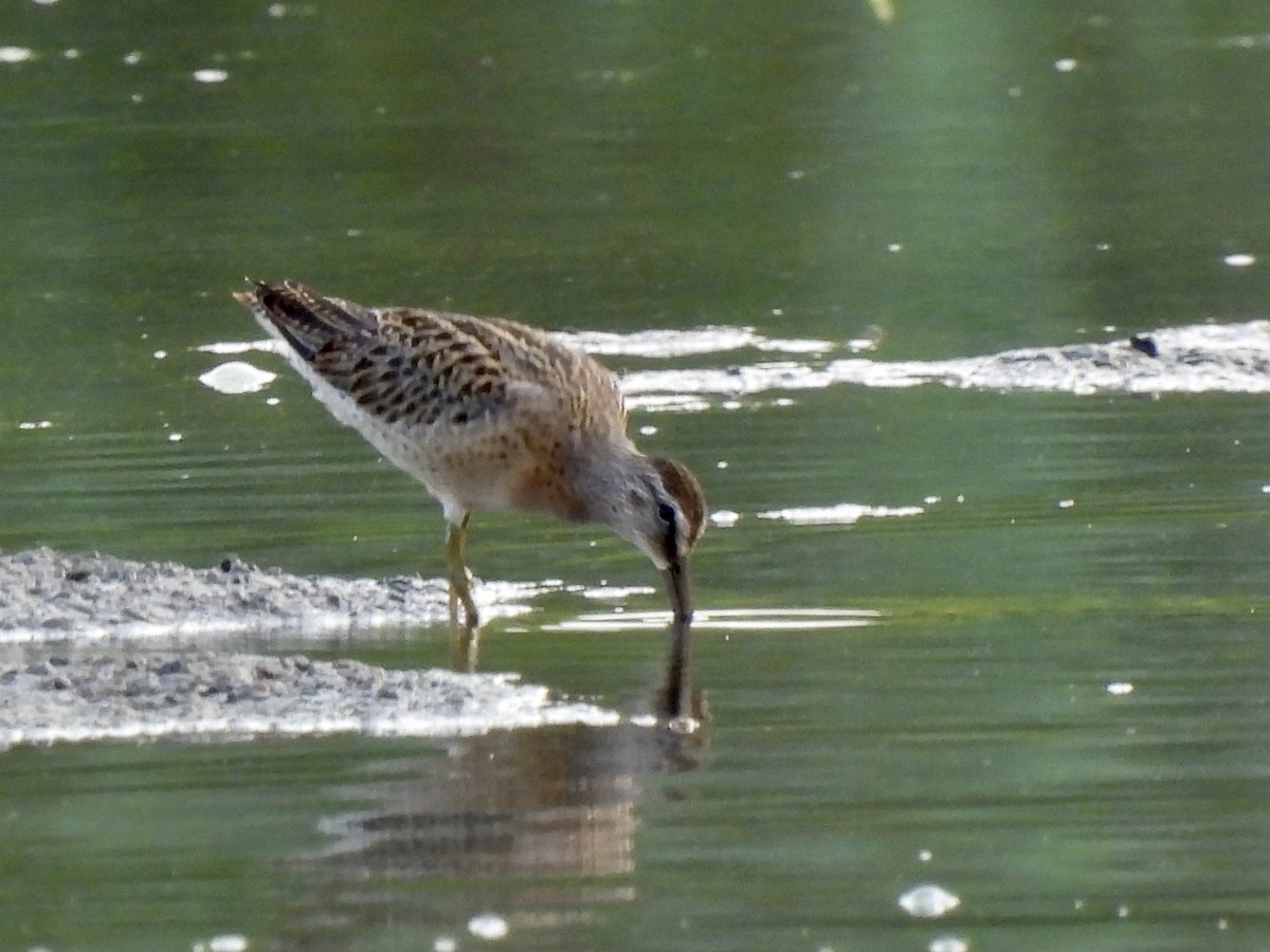 Short-billed Dowitcher - Pierre Masse