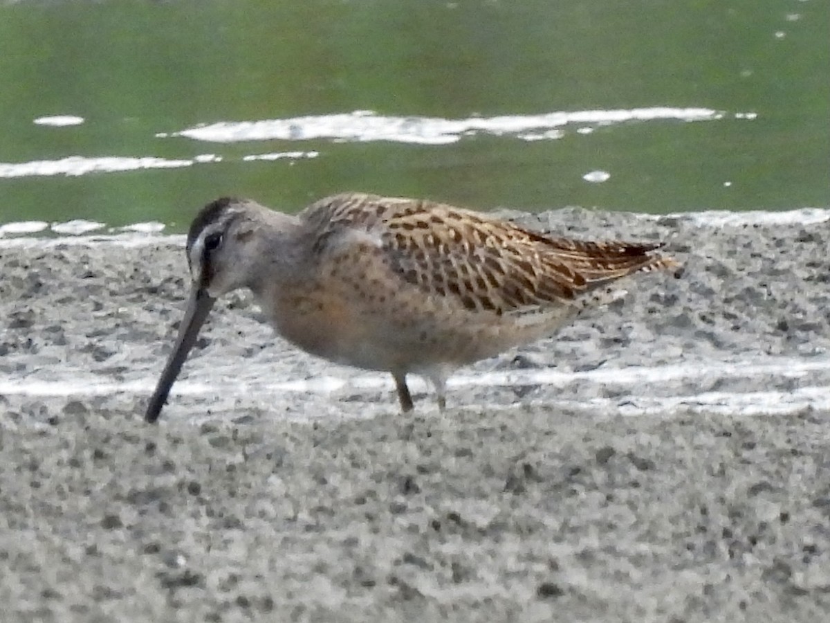 Short-billed Dowitcher - ML363645471