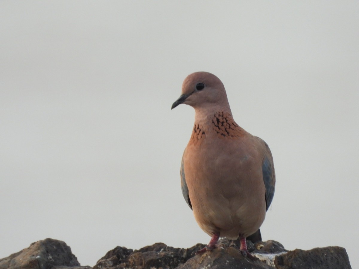 Laughing Dove - ML363645611