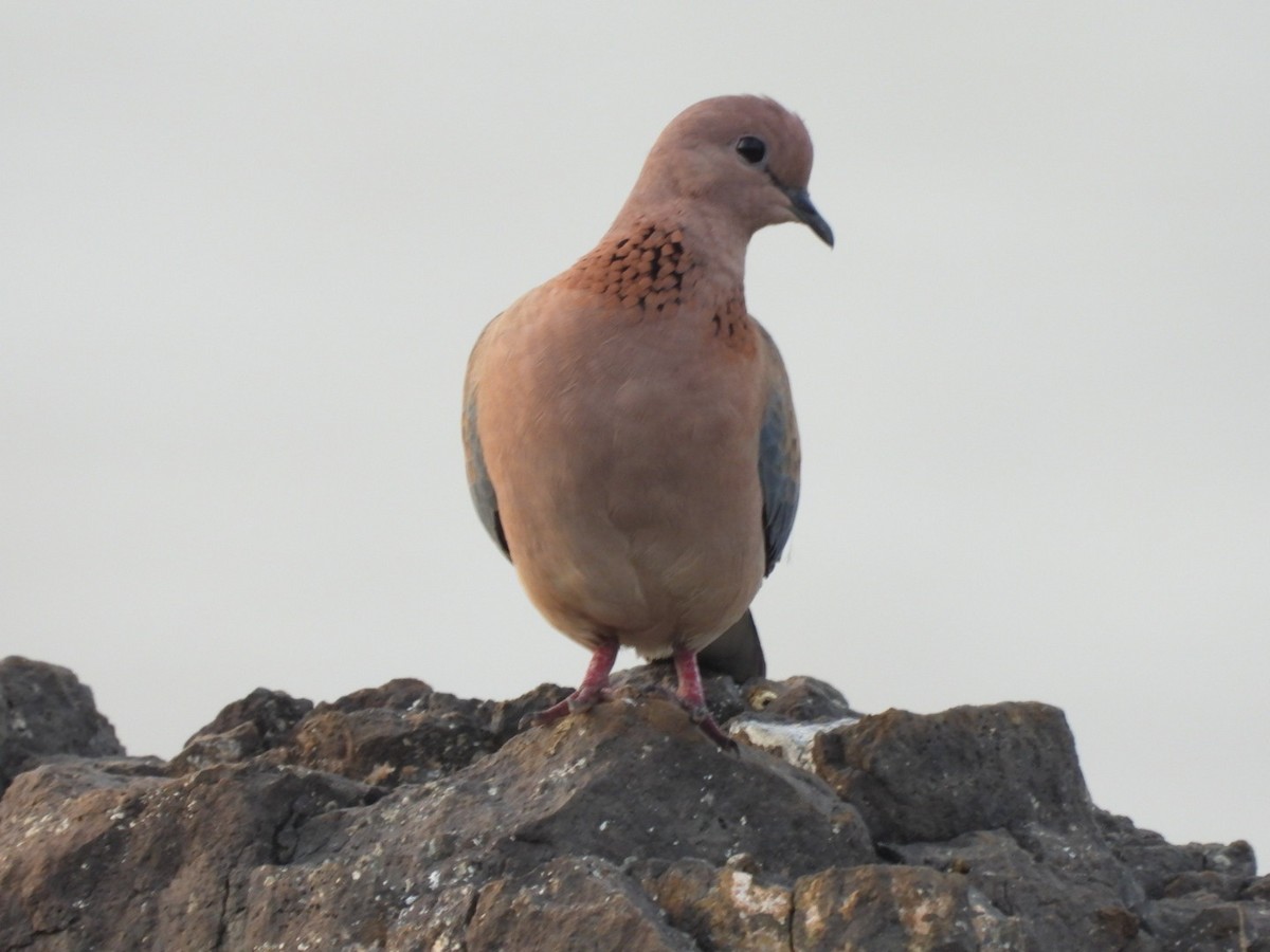 Laughing Dove - ML363645621