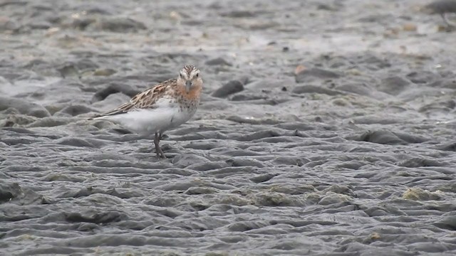 Rotkehl-Strandläufer - ML363647321