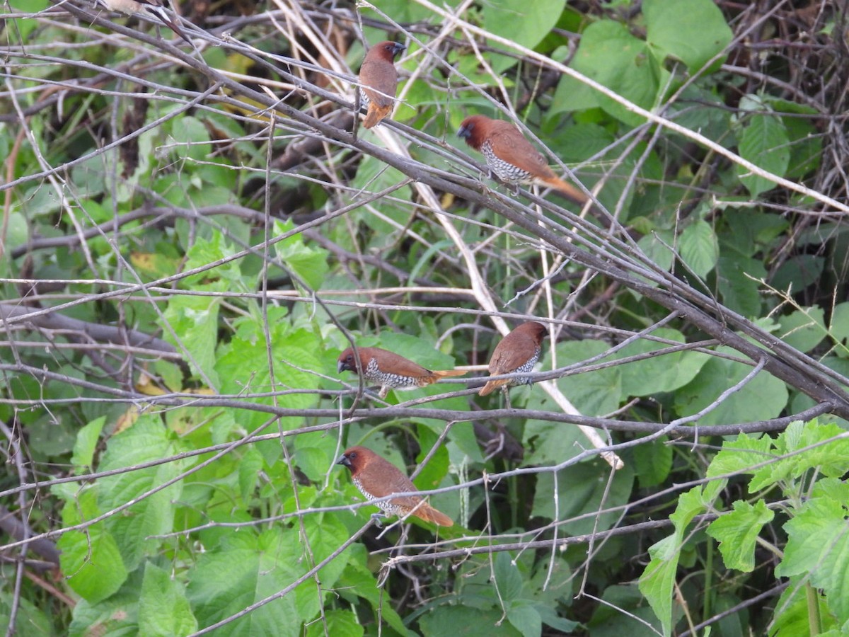 Scaly-breasted Munia - ML363648281