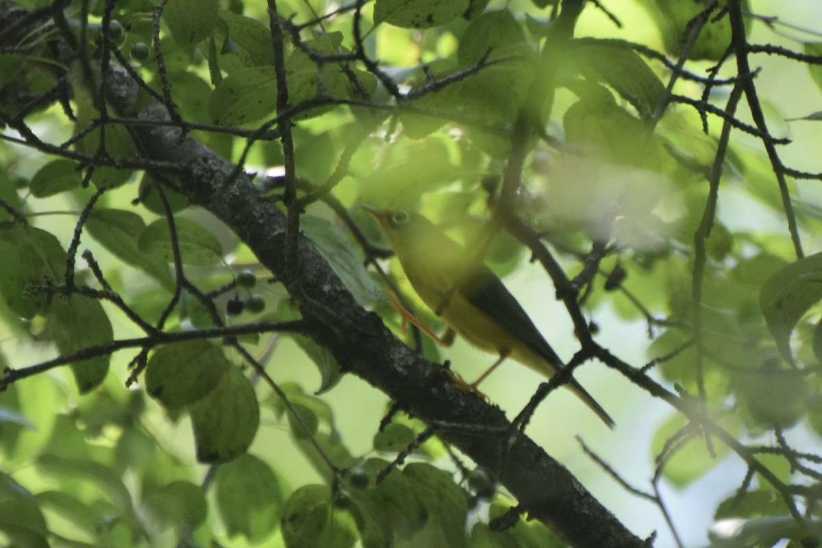 Canada Warbler - Santi Tabares