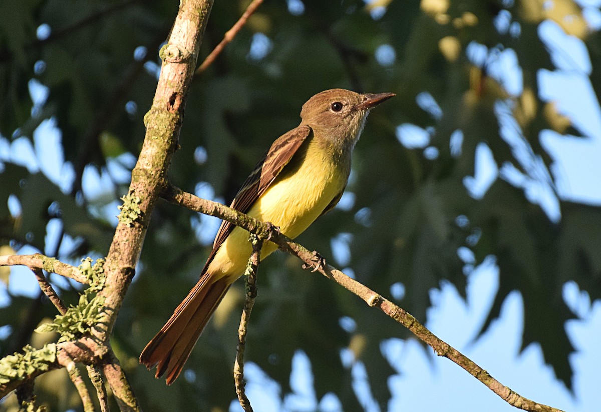 Great Crested Flycatcher - ML363649881