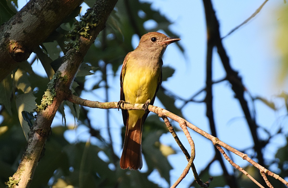 Great Crested Flycatcher - ML363649901