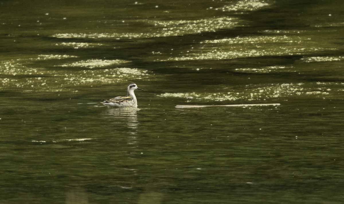 svømmesnipe - ML363650341