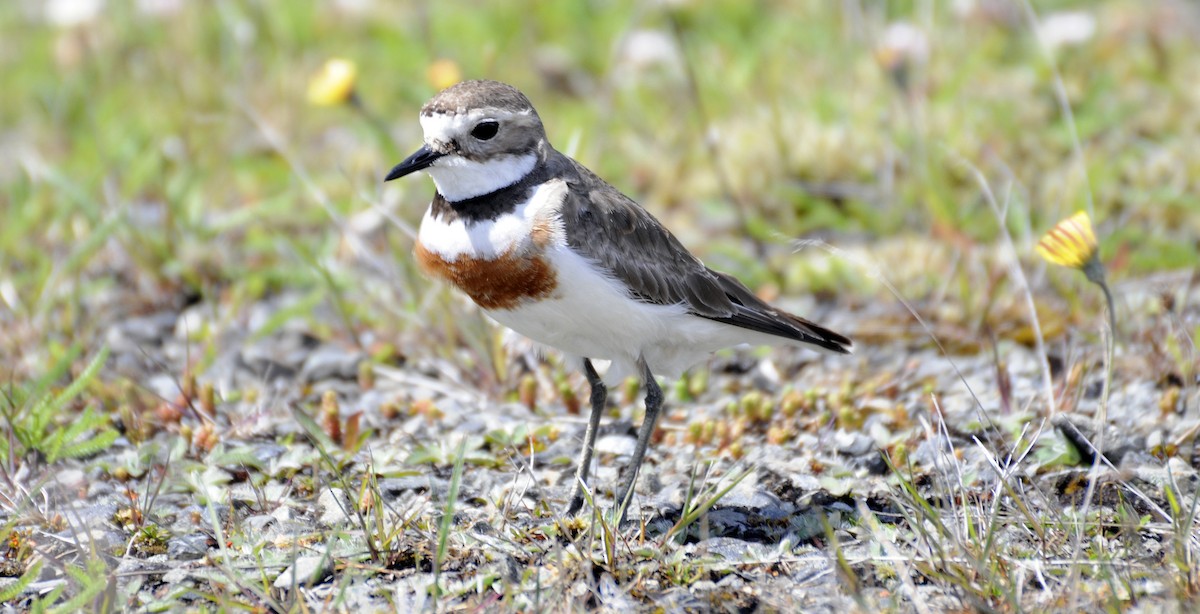 Double-banded Plover - ML363650821