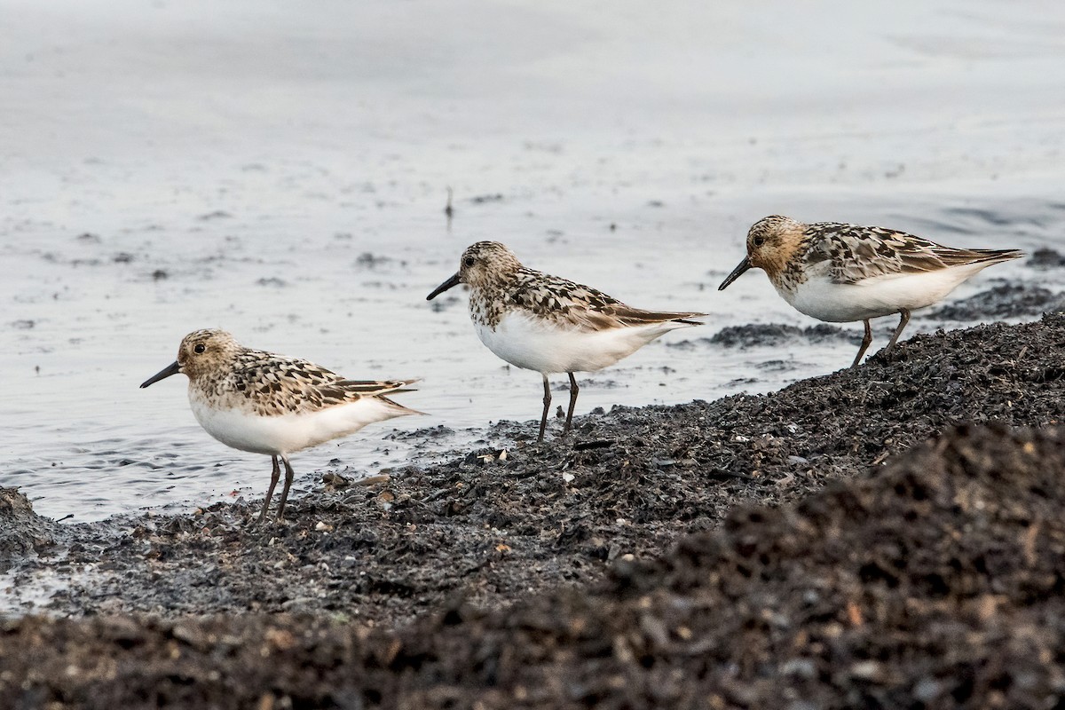 Sanderling - Sue Barth