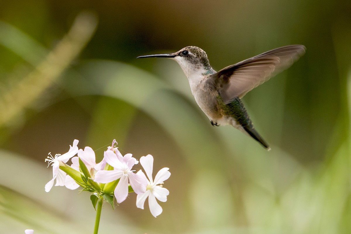 Ruby-throated Hummingbird - ML363651761