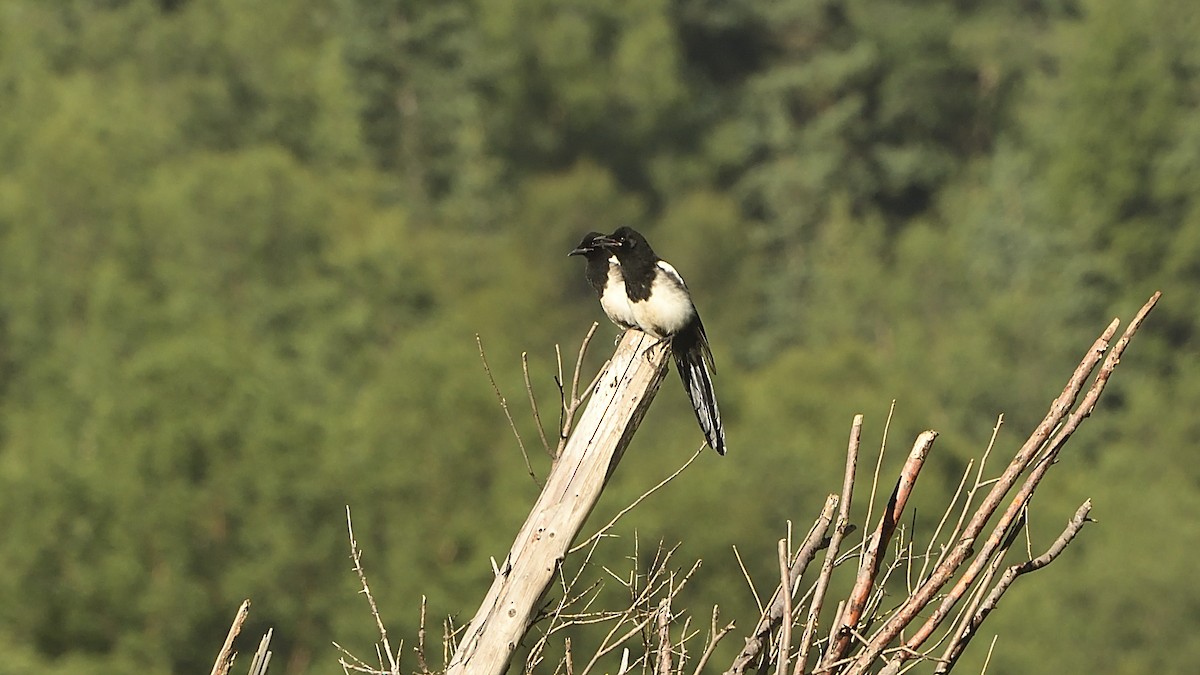 Oriental Magpie - ML363652711