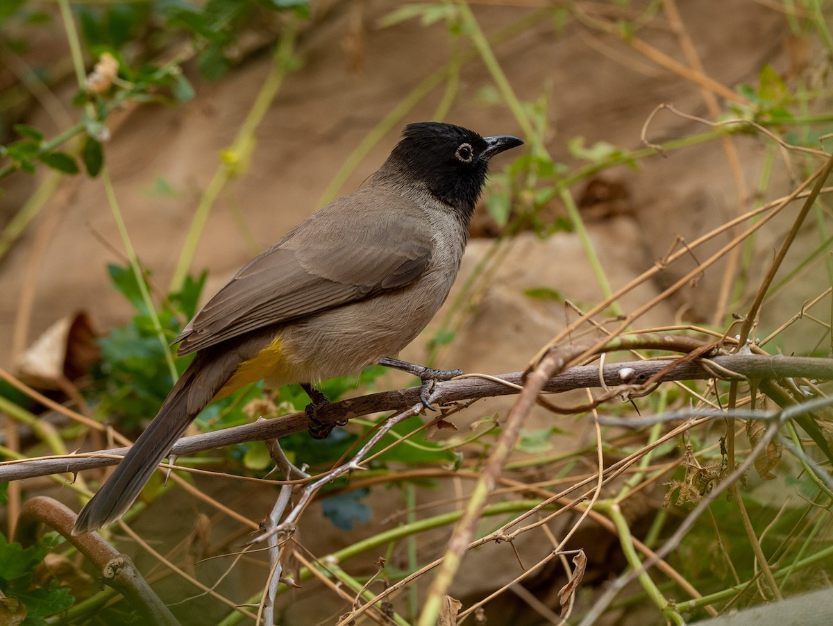 White-spectacled Bulbul - ML363653191