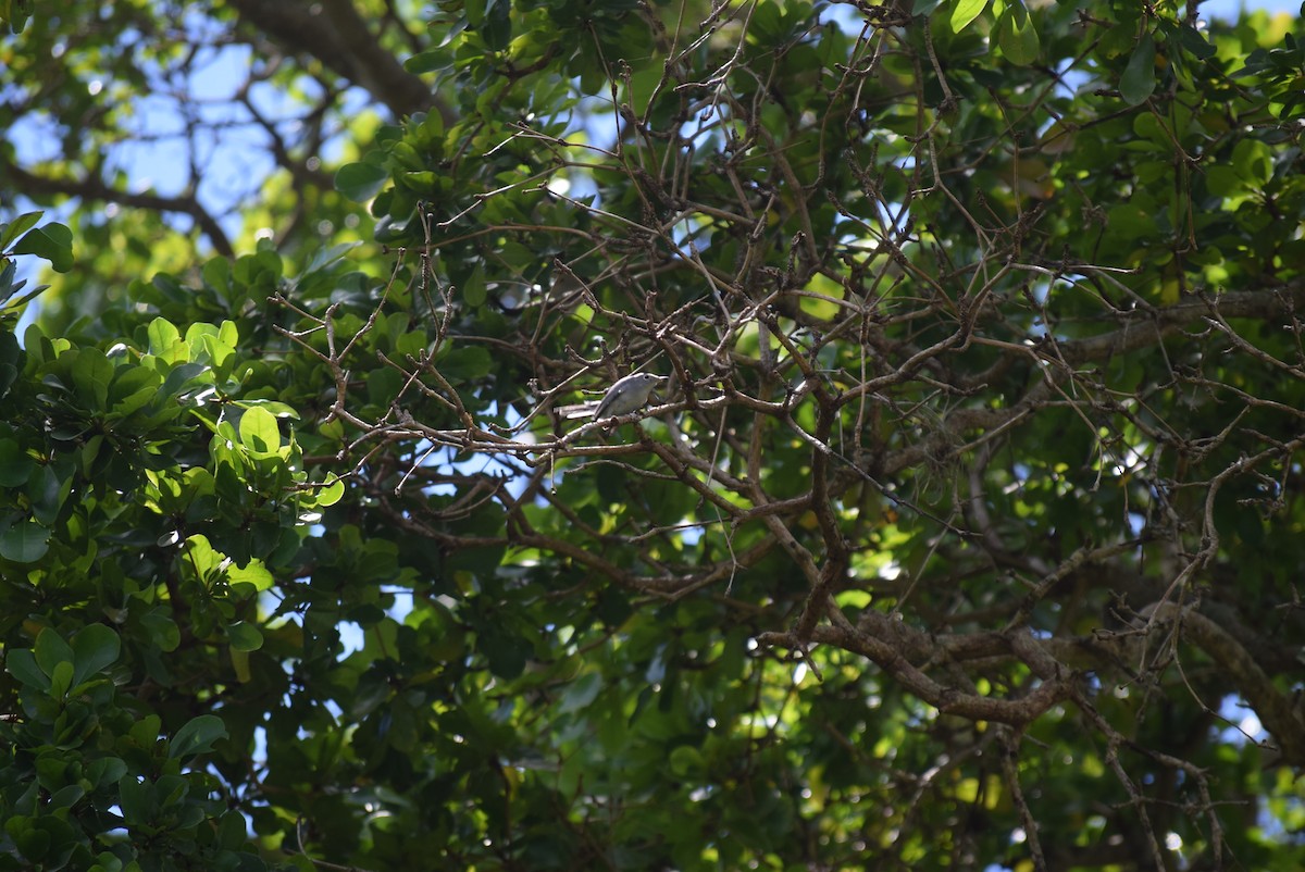 Blue-gray Gnatcatcher - ML36365641