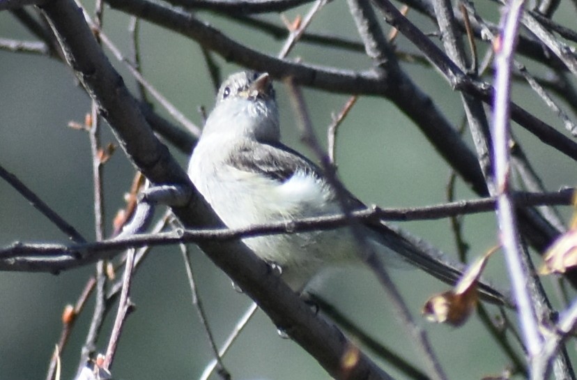 Hammond's Flycatcher - Caleb Snarr