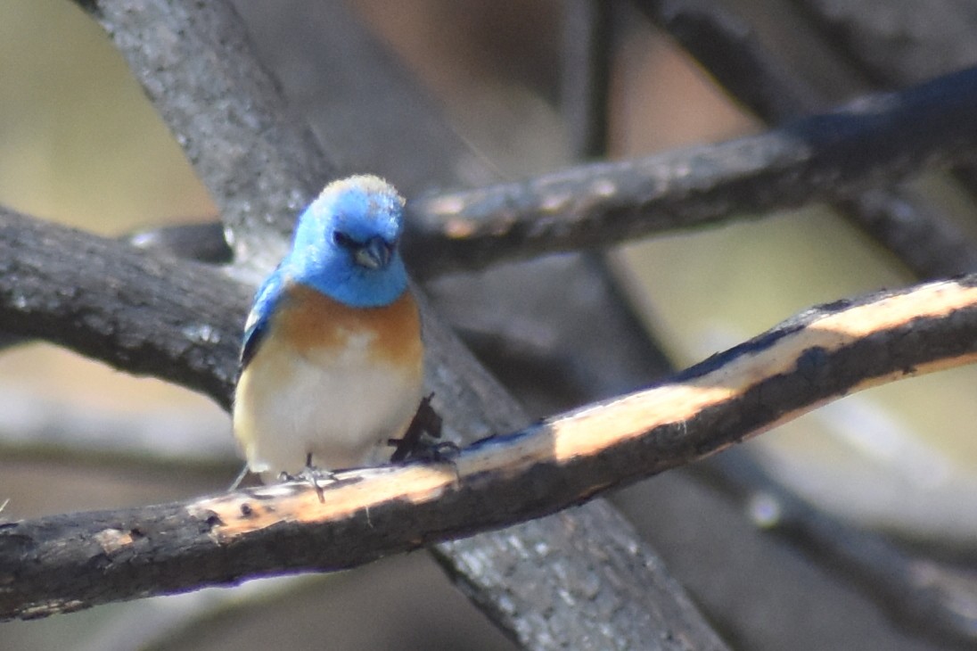 Lazuli Bunting - ML363657781