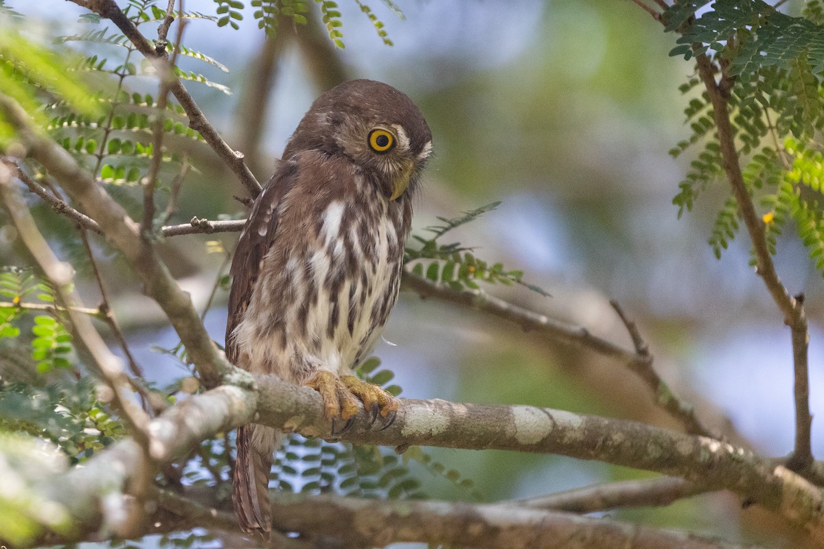 アカスズメフクロウ - ML363658211