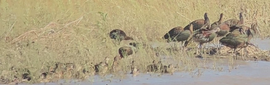 White-faced Ibis - ML363658421