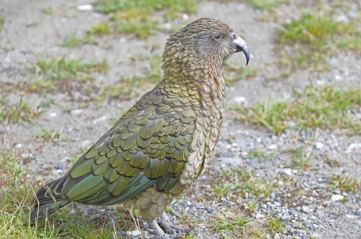 Kea - ML363658651