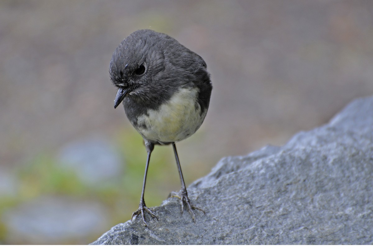 South Island Robin - ML363658981