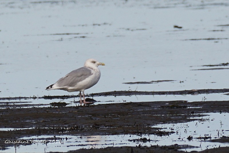 Herring Gull - Réal Boulet 🦆