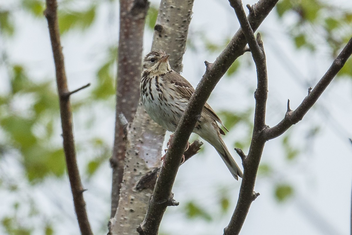 Olive-backed Pipit - Jeff Bleam