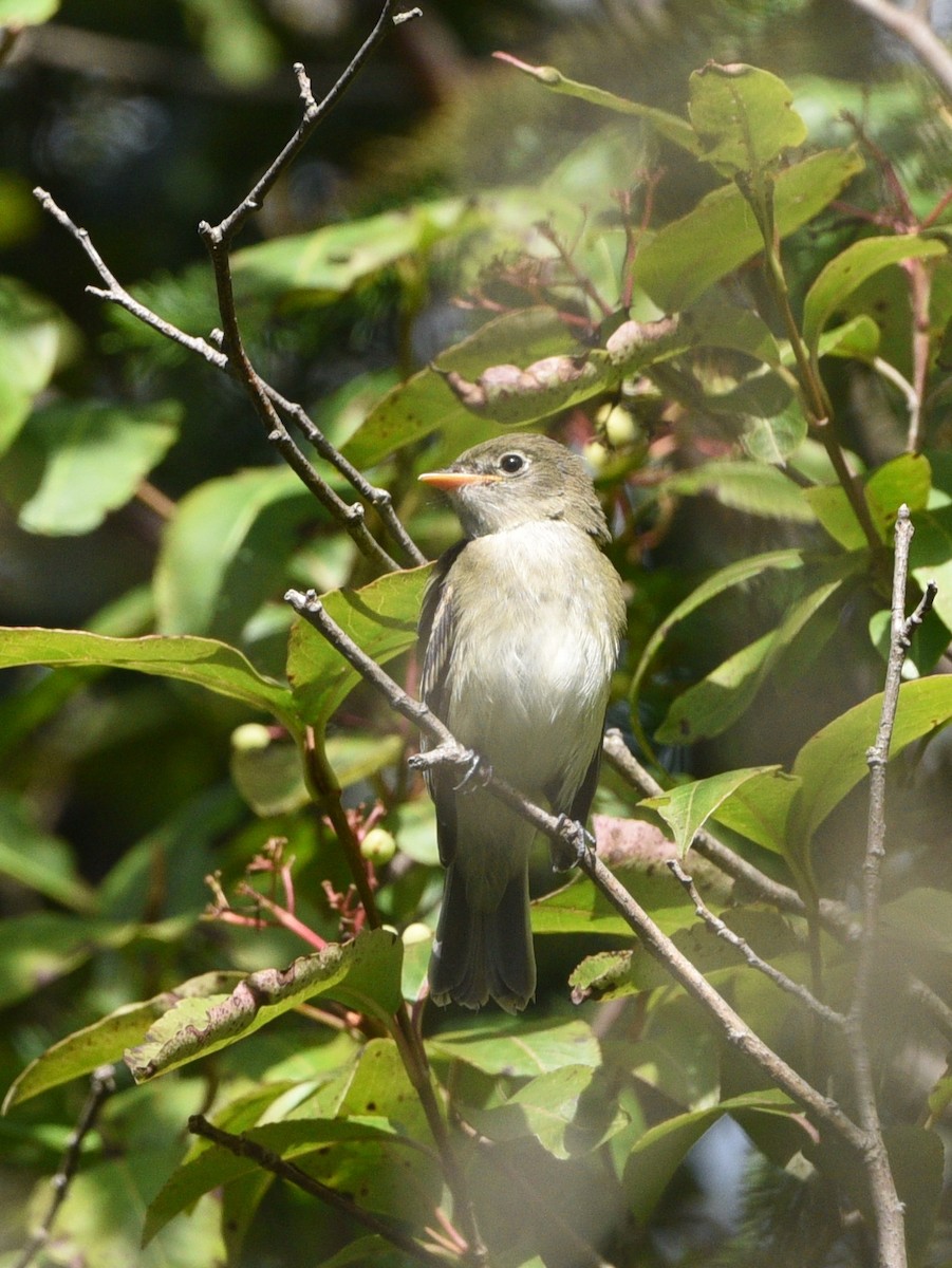 Alder Flycatcher - ML363659431