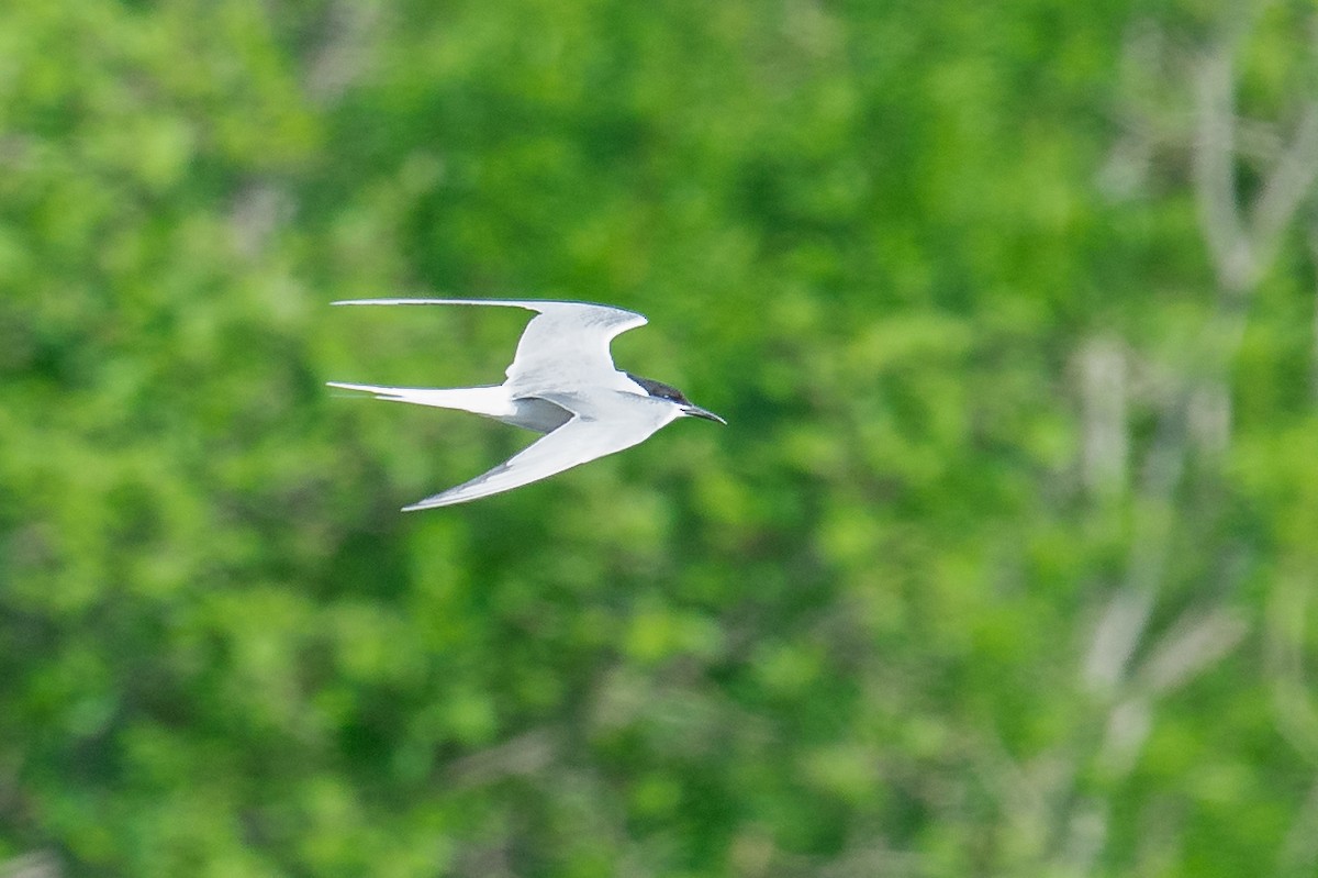 Common Tern (longipennis) - ML363660401