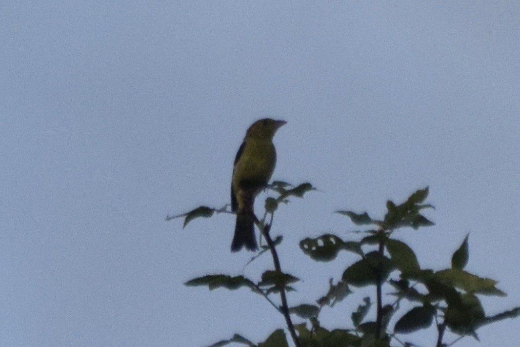 rødpiranga - ML363660791