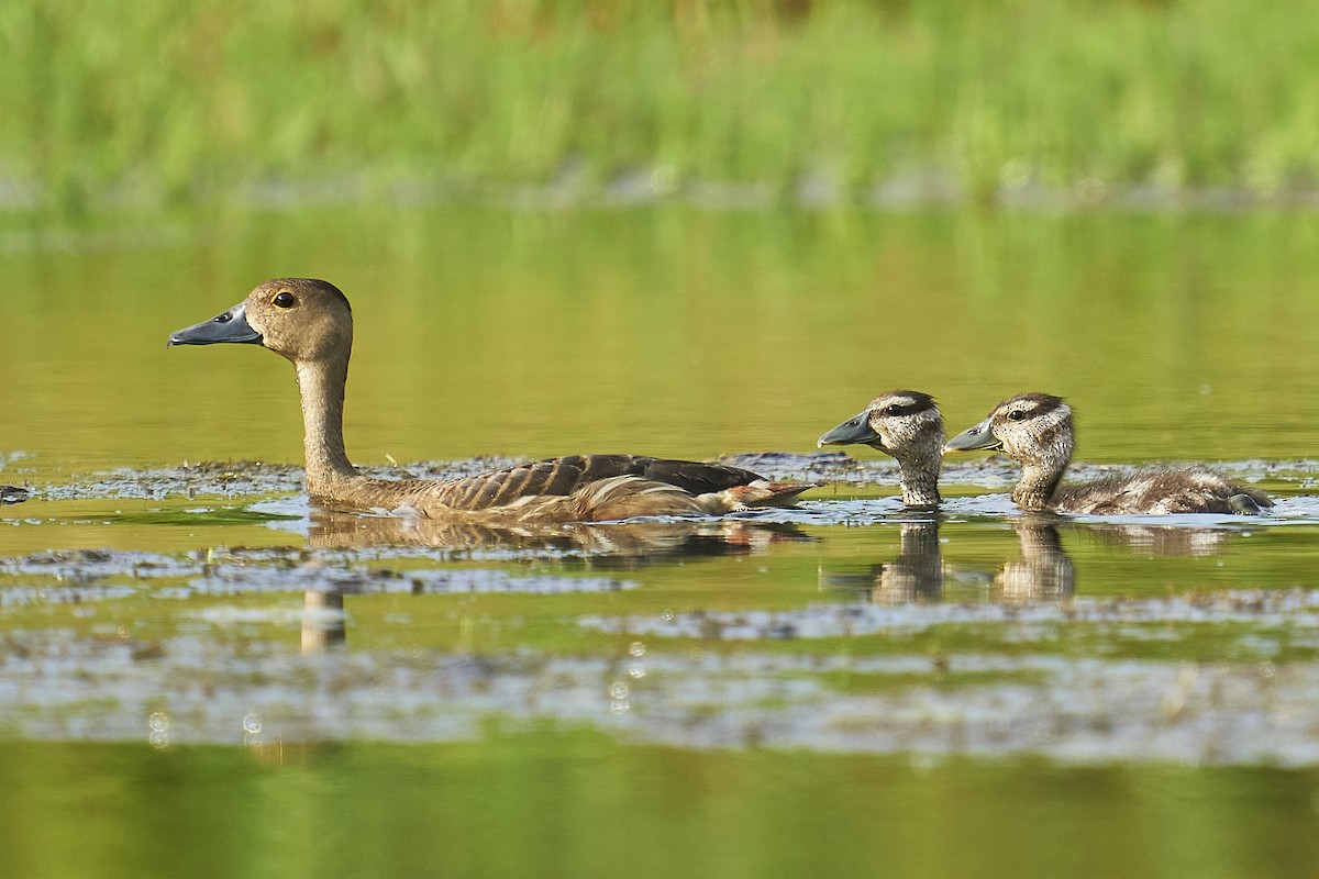 Lesser Whistling-Duck - ML363661741