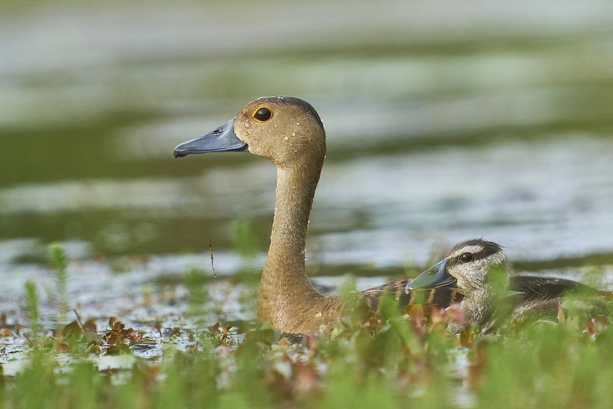 Lesser Whistling-Duck - ML363661751