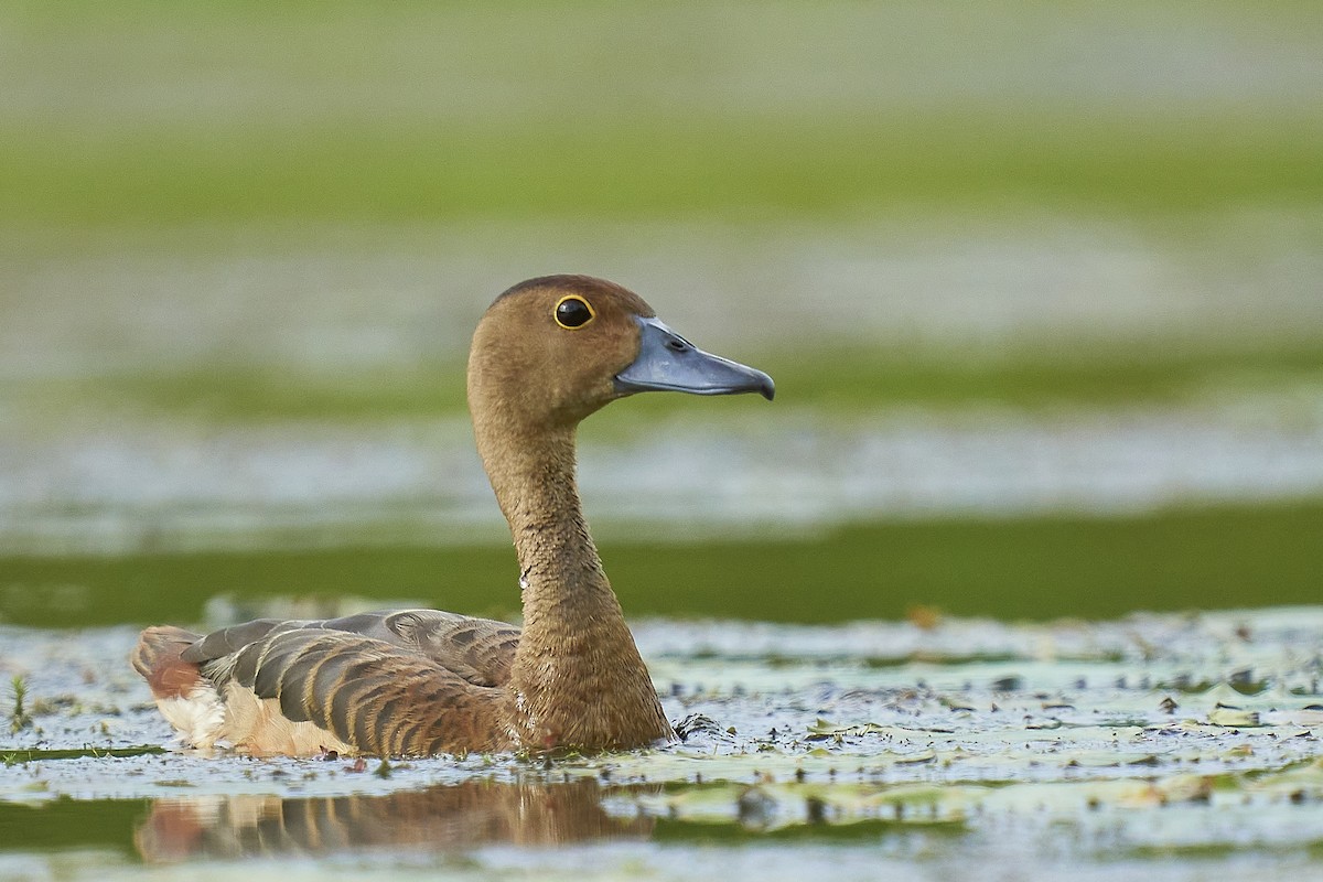 Lesser Whistling-Duck - ML363661781