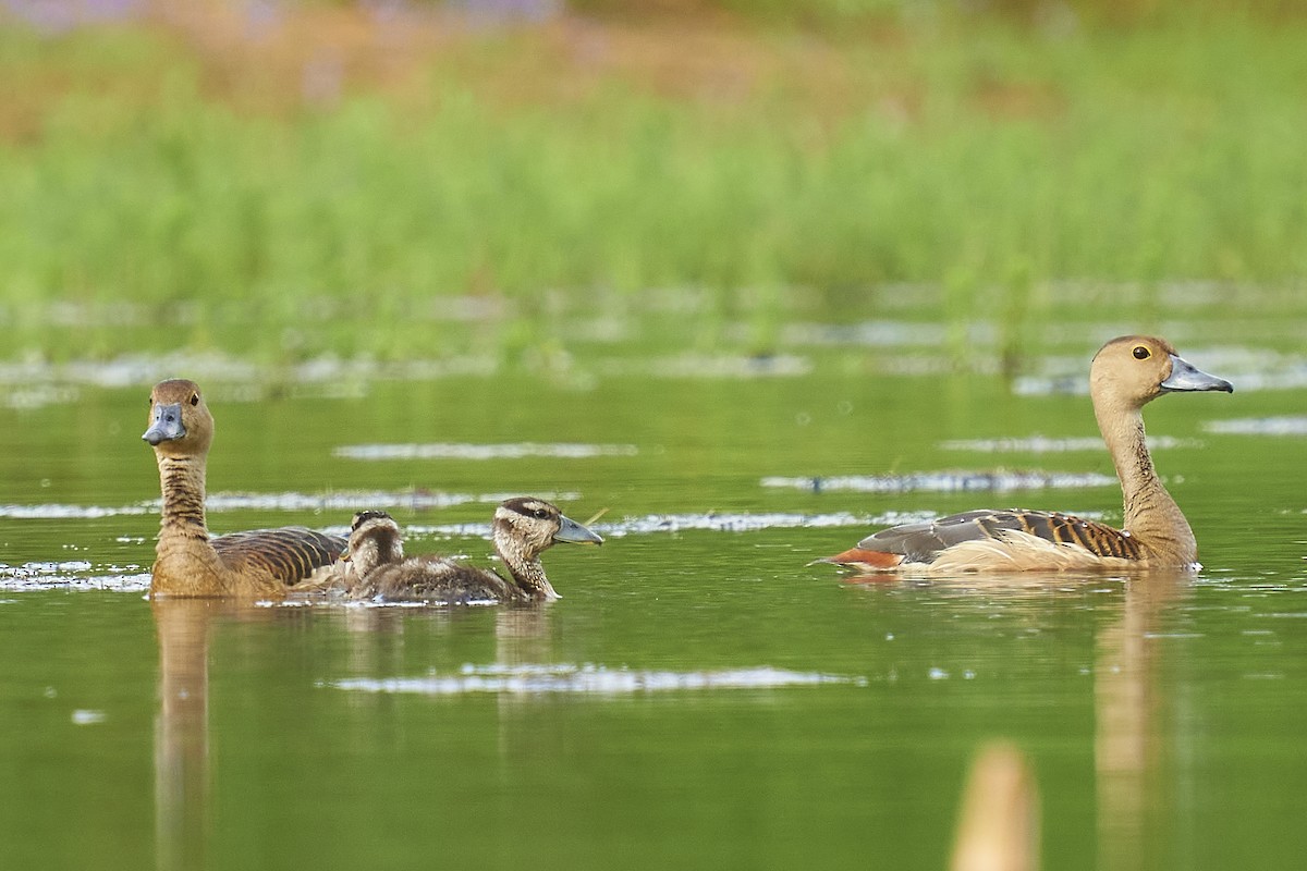 Lesser Whistling-Duck - ML363661811